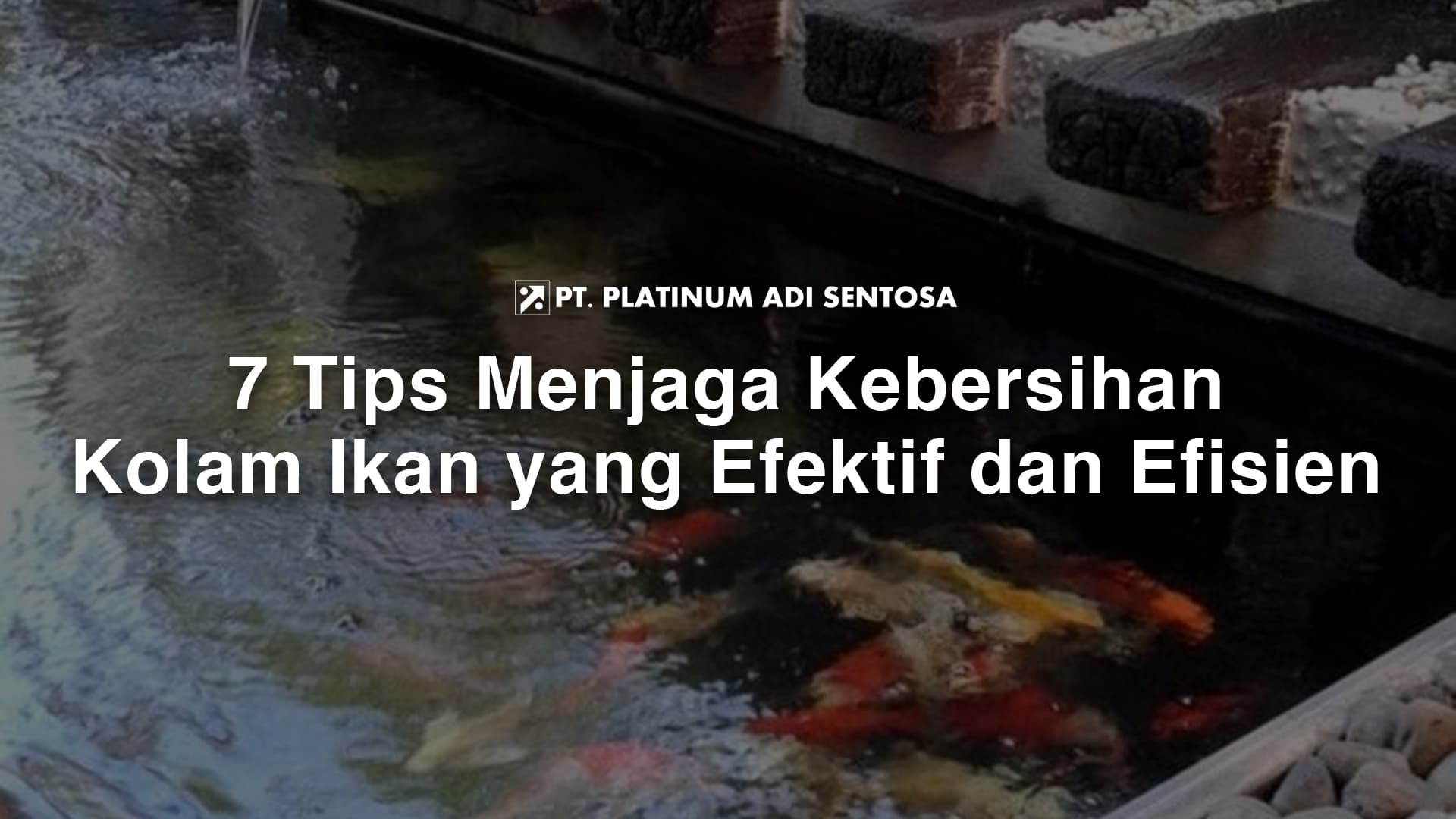 7 Tips Menjaga Kebersihan Kolam Ikan yang Efektif dan Efisien