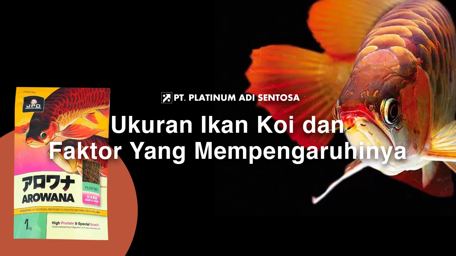 Apakah Pelet Ikan Arwana Cocok Dijadikan Pakan Utama?