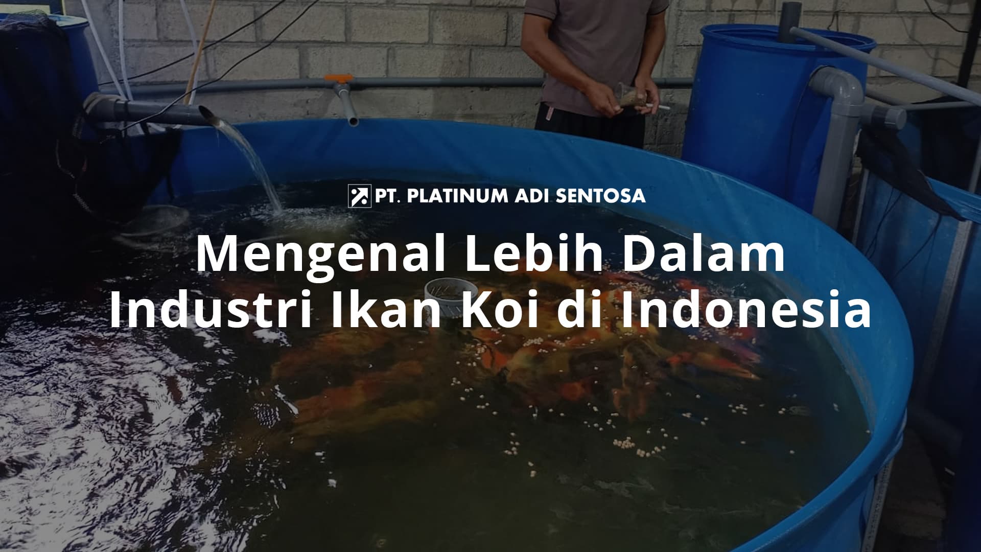 Mengenal Lebih Dalam Industri Ikan Koi di Indonesia