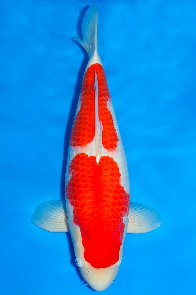 Nidan Kohaku