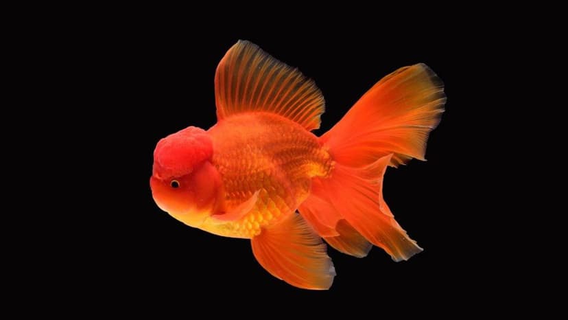 Oranda