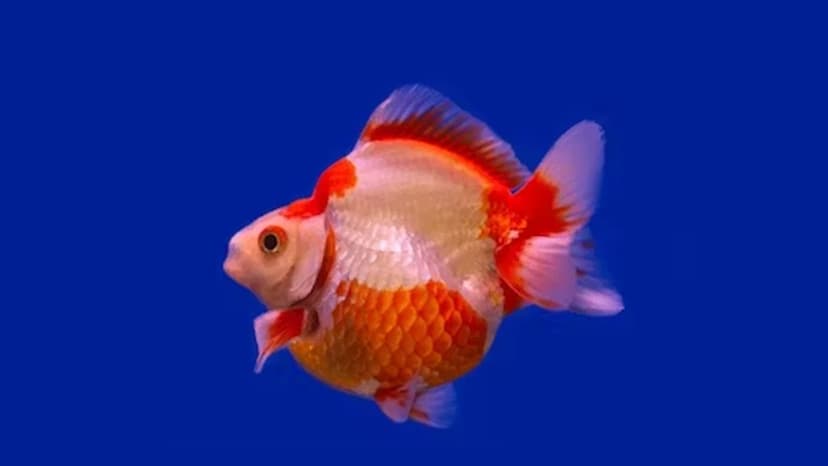 Ryukin