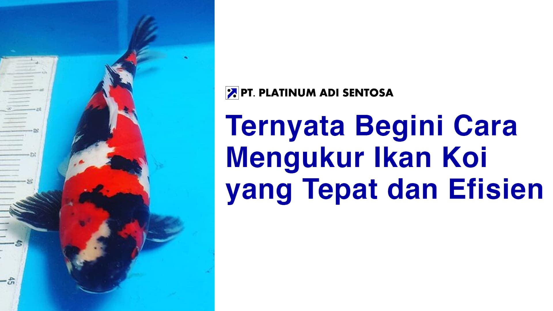 Ternyata Begini Cara Mengukur Ikan Koi yang Tepat dan Efisien