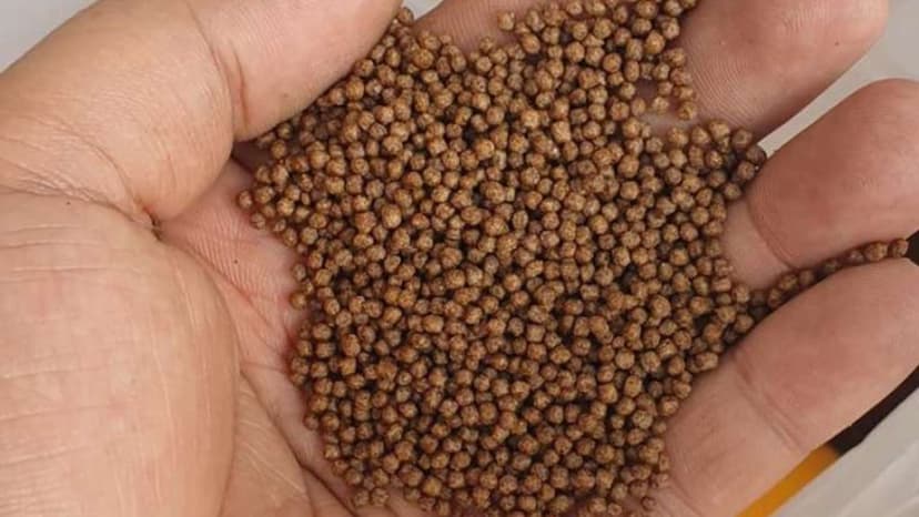 Tidak Hanya Makanan Hidup, Pelet Ikan Arwana Juga Penting