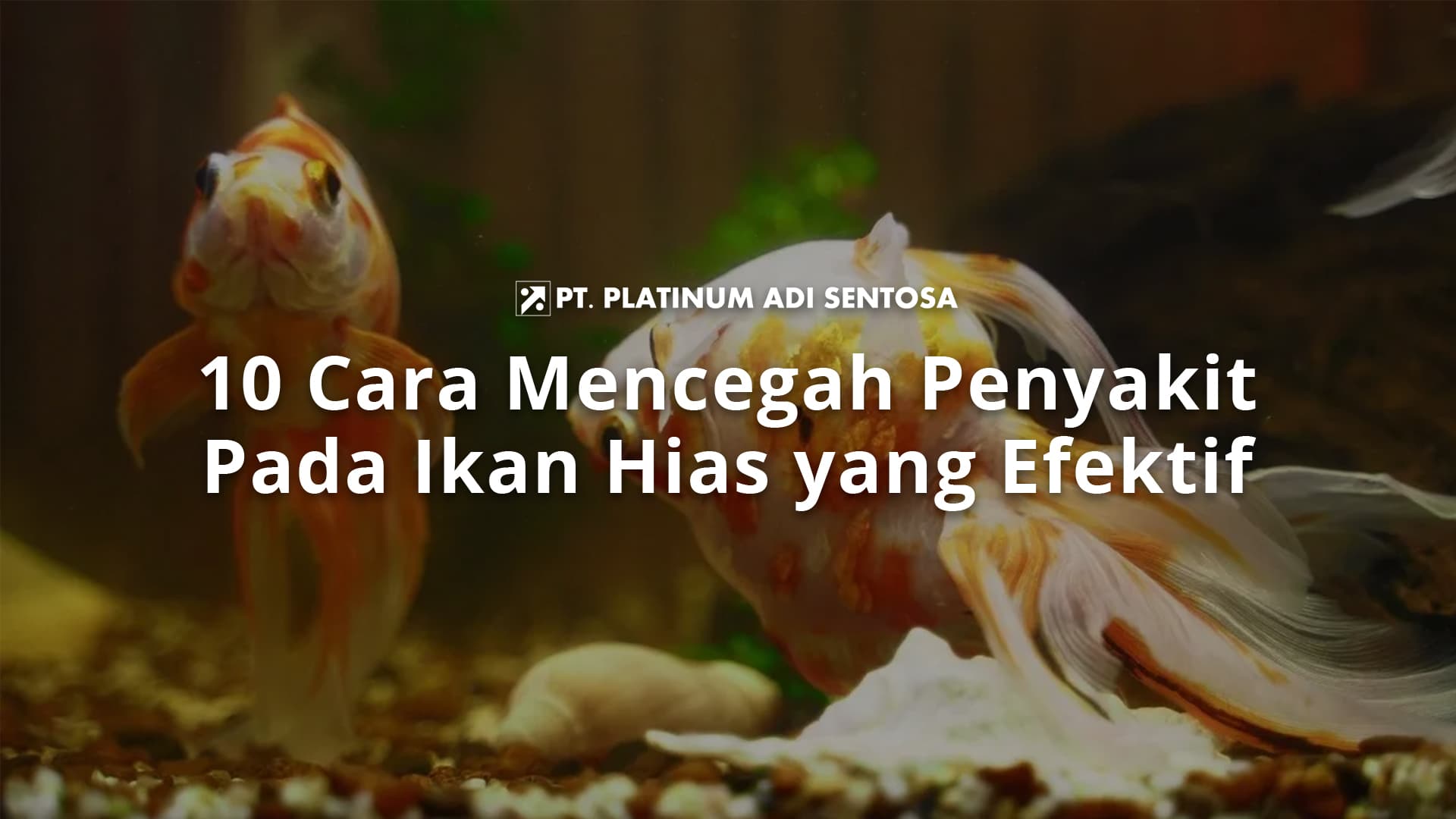 10 Cara Mencegah Penyakit Pada Ikan Hias yang Efektif