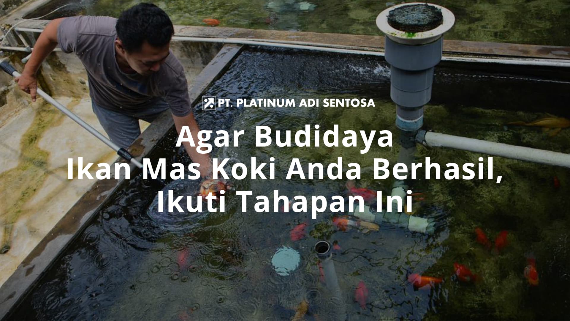 Agar Budidaya Ikan Mas Koki Anda Berhasil, Ikuti Tahapan Ini