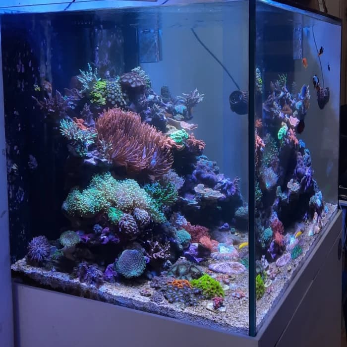 Akuarium Ikan Hias Air Laut