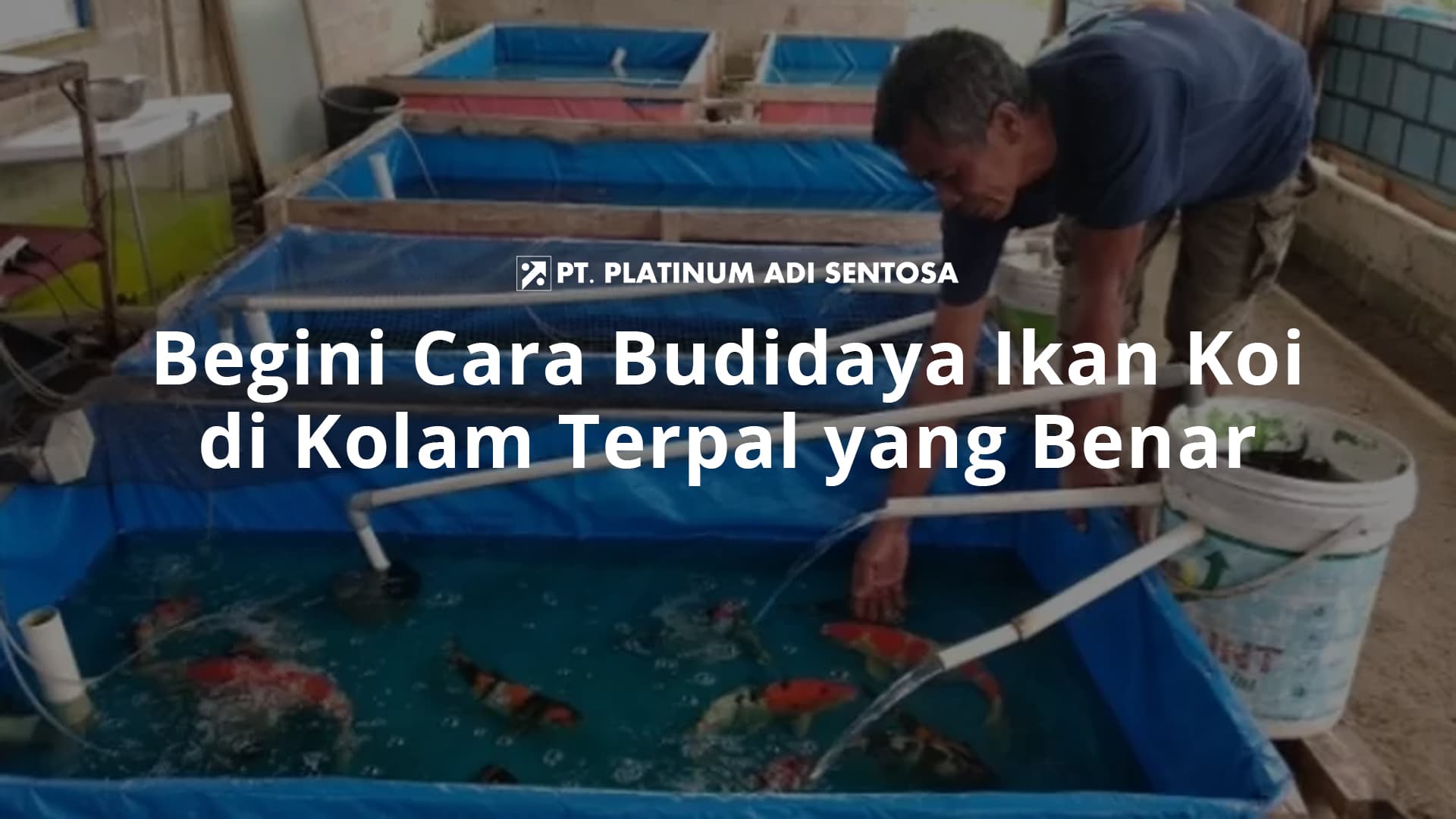 Begini Cara Budidaya Ikan Koi di Kolam Terpal yang Benar