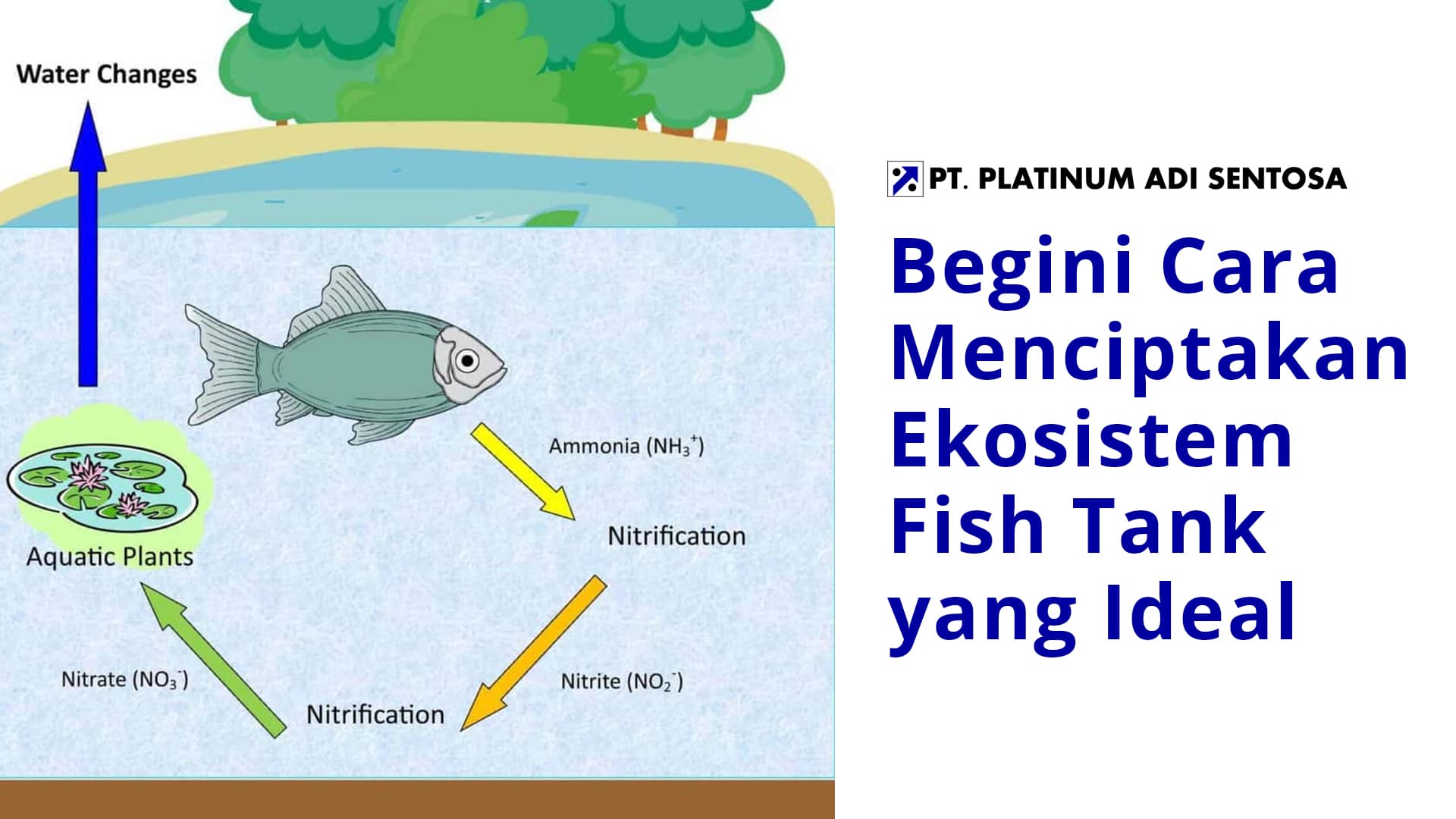 Begini Cara Menciptakan Ekosistem Fish Tank yang Ideal