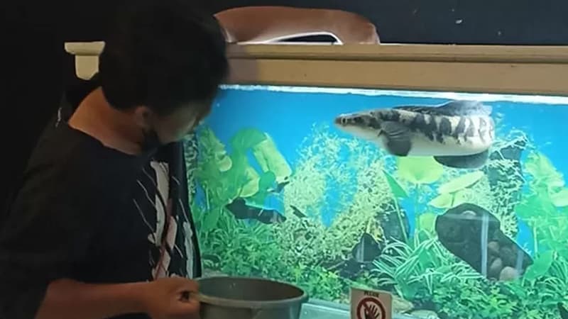 Cara Memberi Makan Ikan Predator