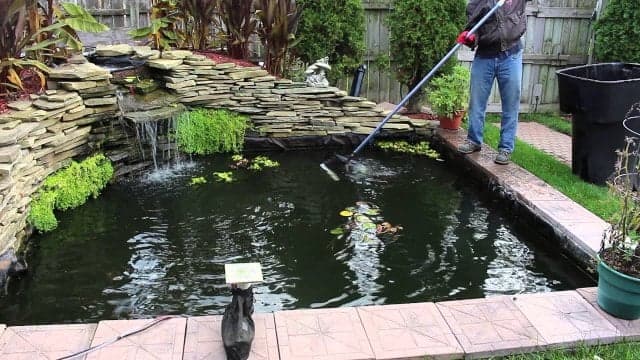 Cara Membersihkan Air Kolam Ikan Koi