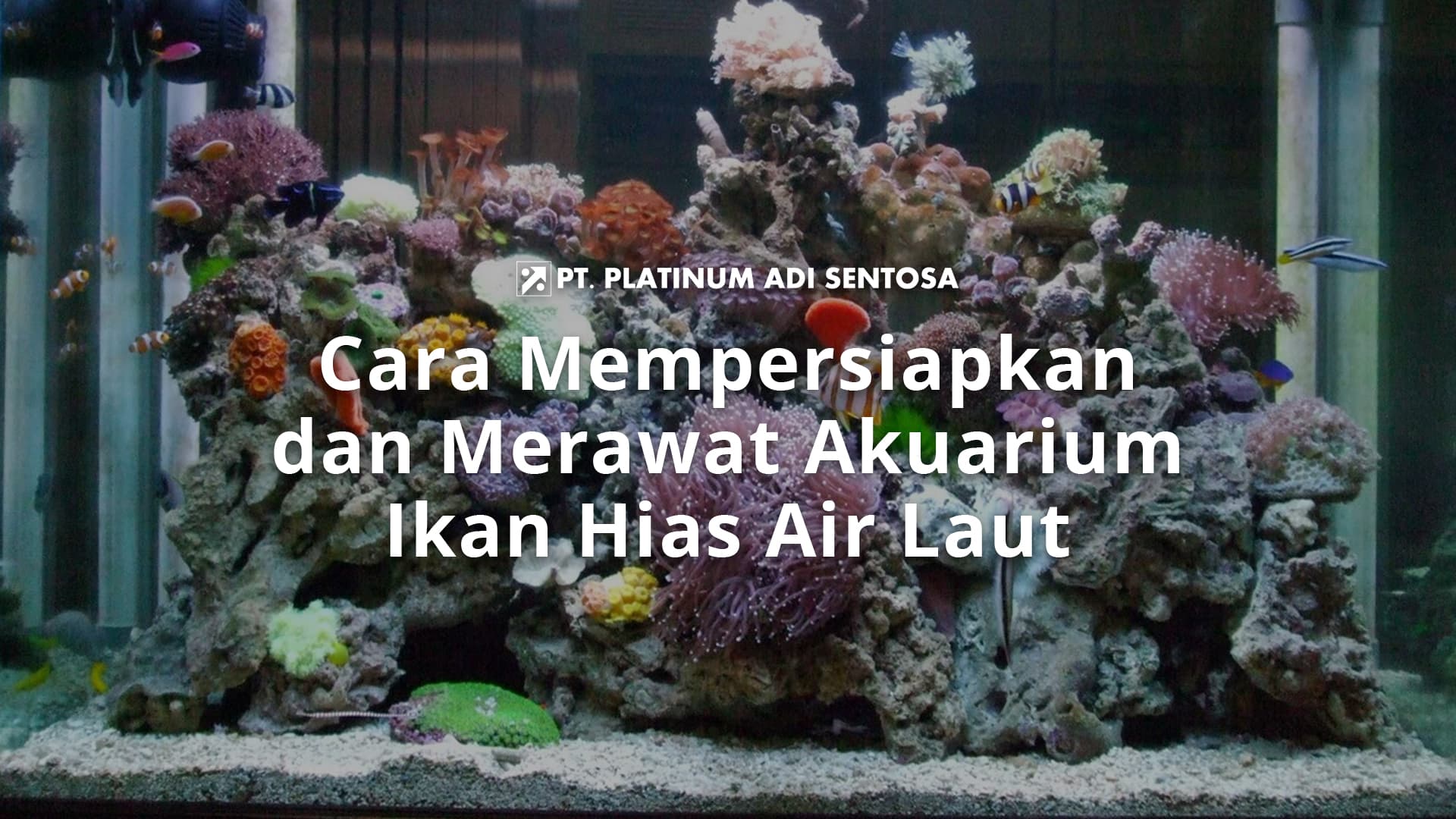 Cara Mempersiapkan dan Merawat Akuarium Ikan Hias Air Laut