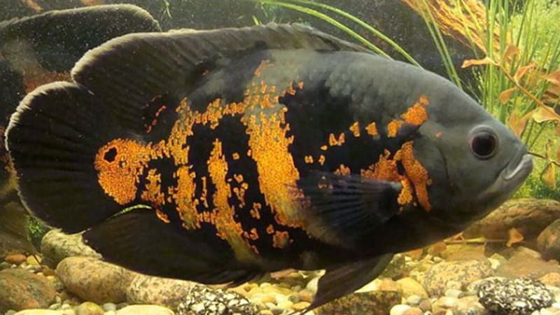 Cara Mengatasi Agresi Ikan Predator
