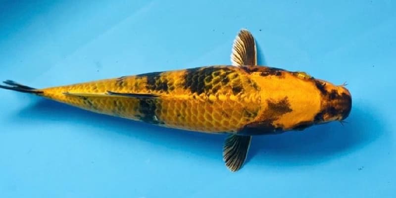 Hikari Utsurimono