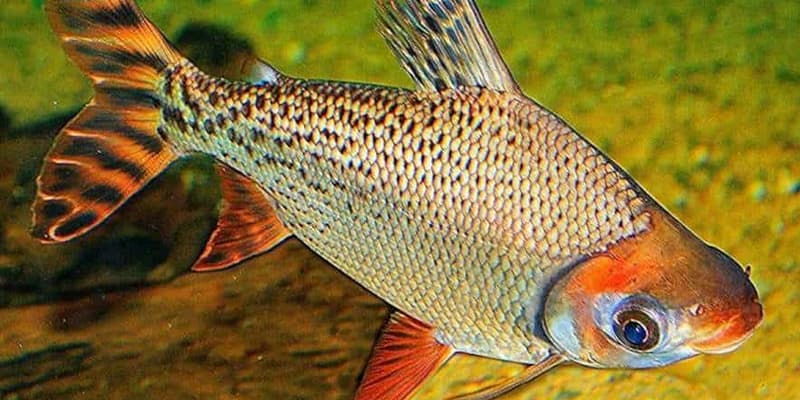 Ikan American Flagtail