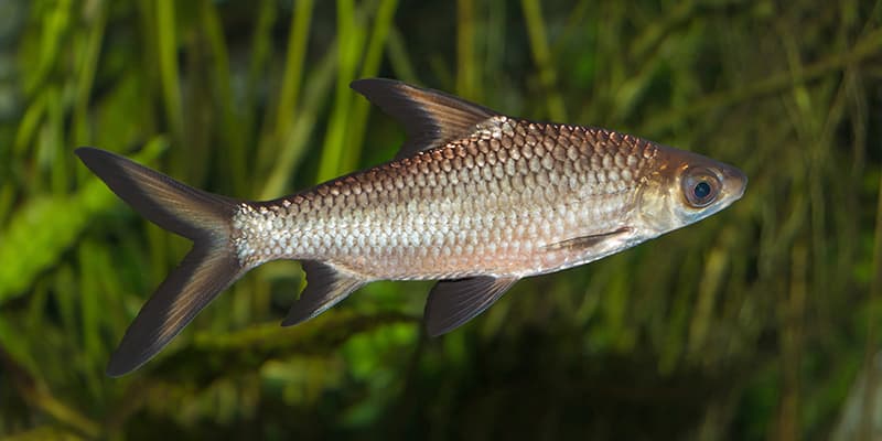 Ikan Bala Shark