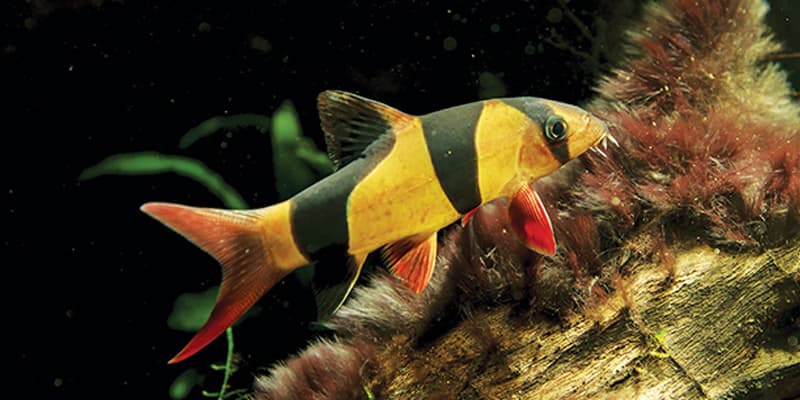 Ikan Botia