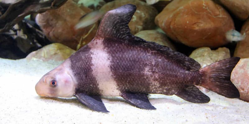 Ikan Chinese High Fin