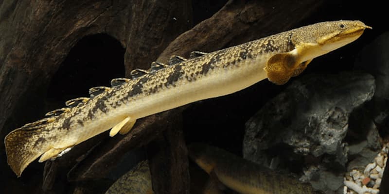 Ikan Falmas