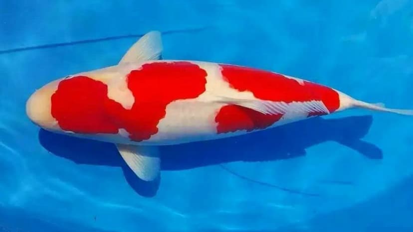Ikan Koi Kohaku
