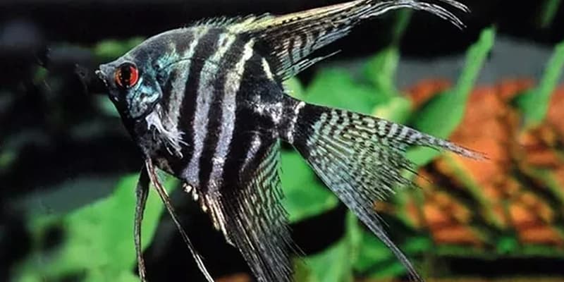 Ikan Manfish