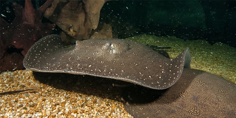 Ikan Pari