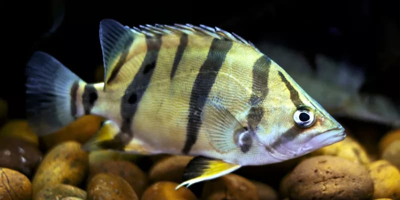 Ikan Tiger Datnoid