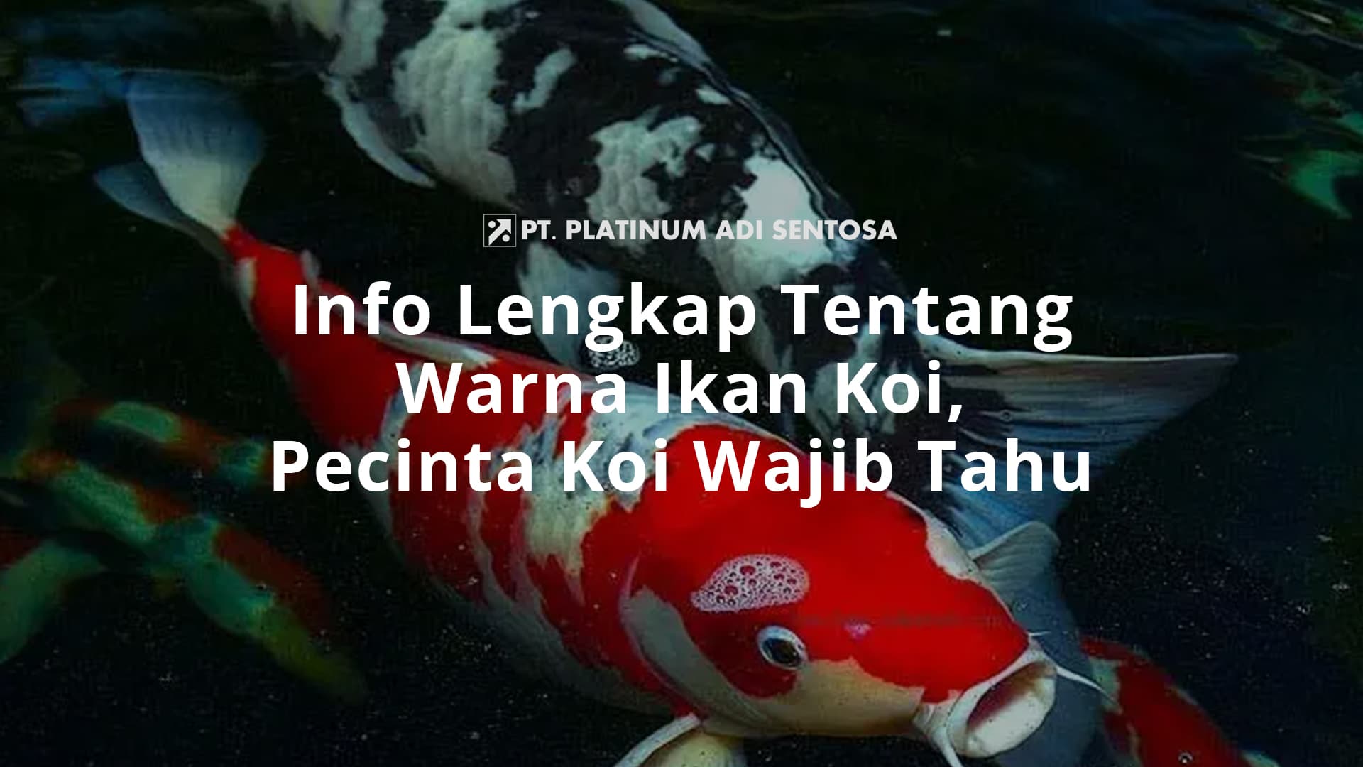 Info Lengkap Tentang Warna Ikan Koi, Pecinta Koi Wajib Tahu