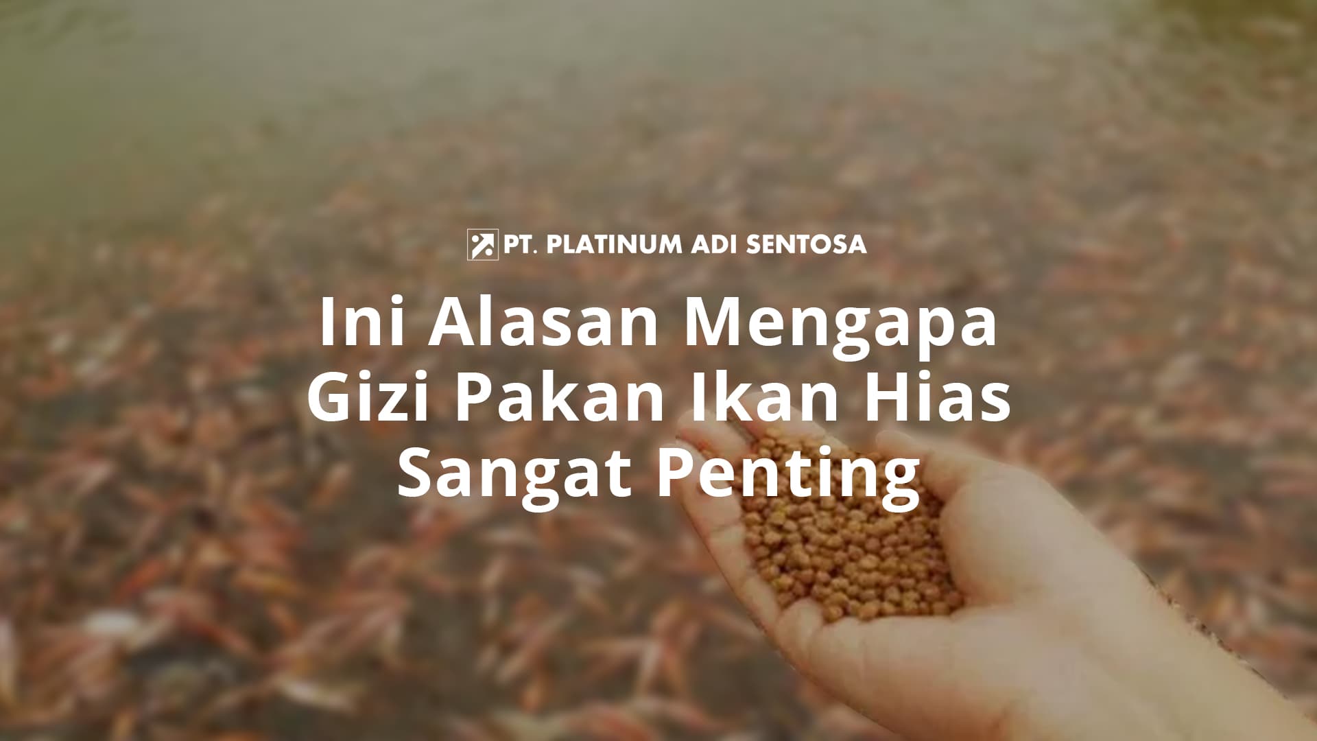 Ini Alasan Mengapa Gizi Pakan Ikan Hias Sangat Penting