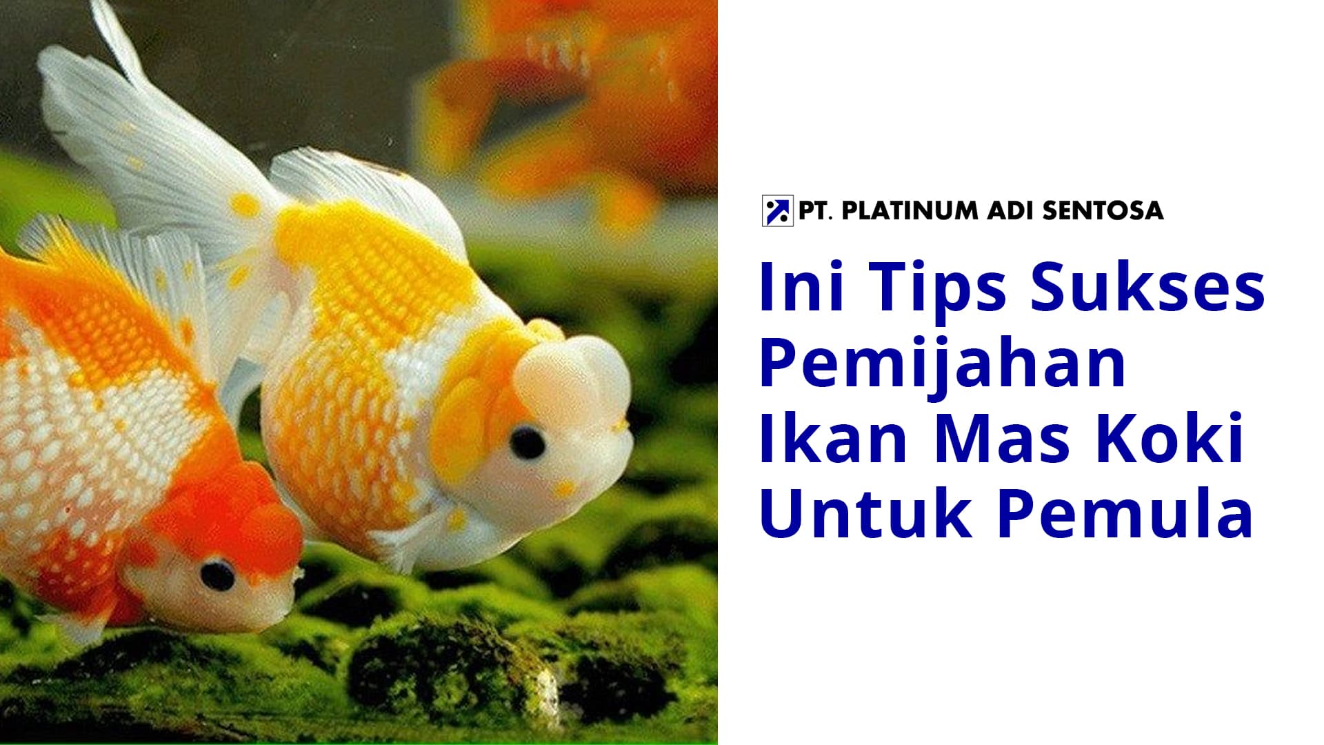 Ini Tips Sukses Pemijahan Ikan Mas Koki Untuk Pemula