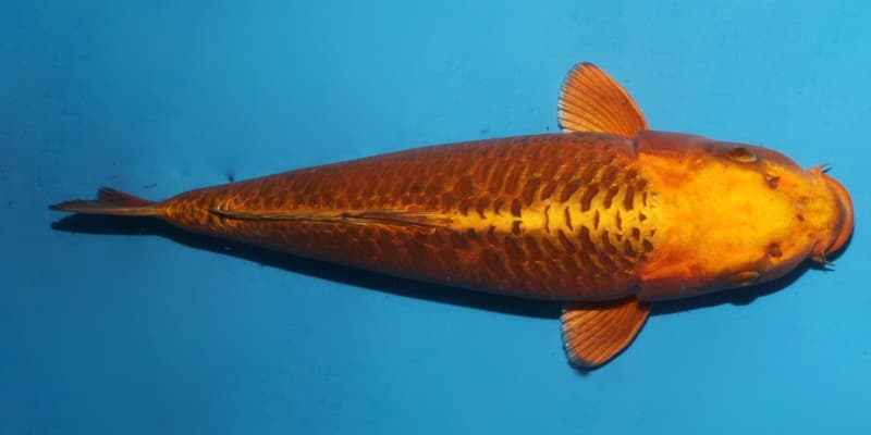 Kawari Mono
