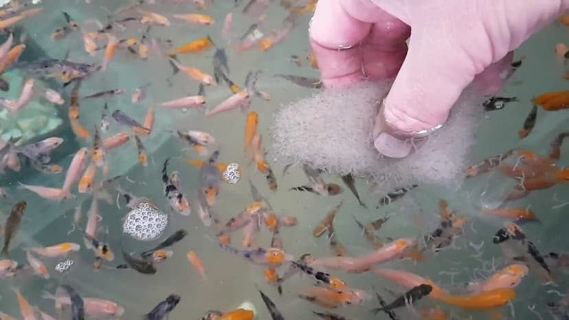 Kesalahan Umum dalam Pemberian Pakan Anak Koi