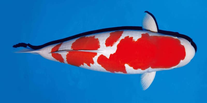 Kohaku