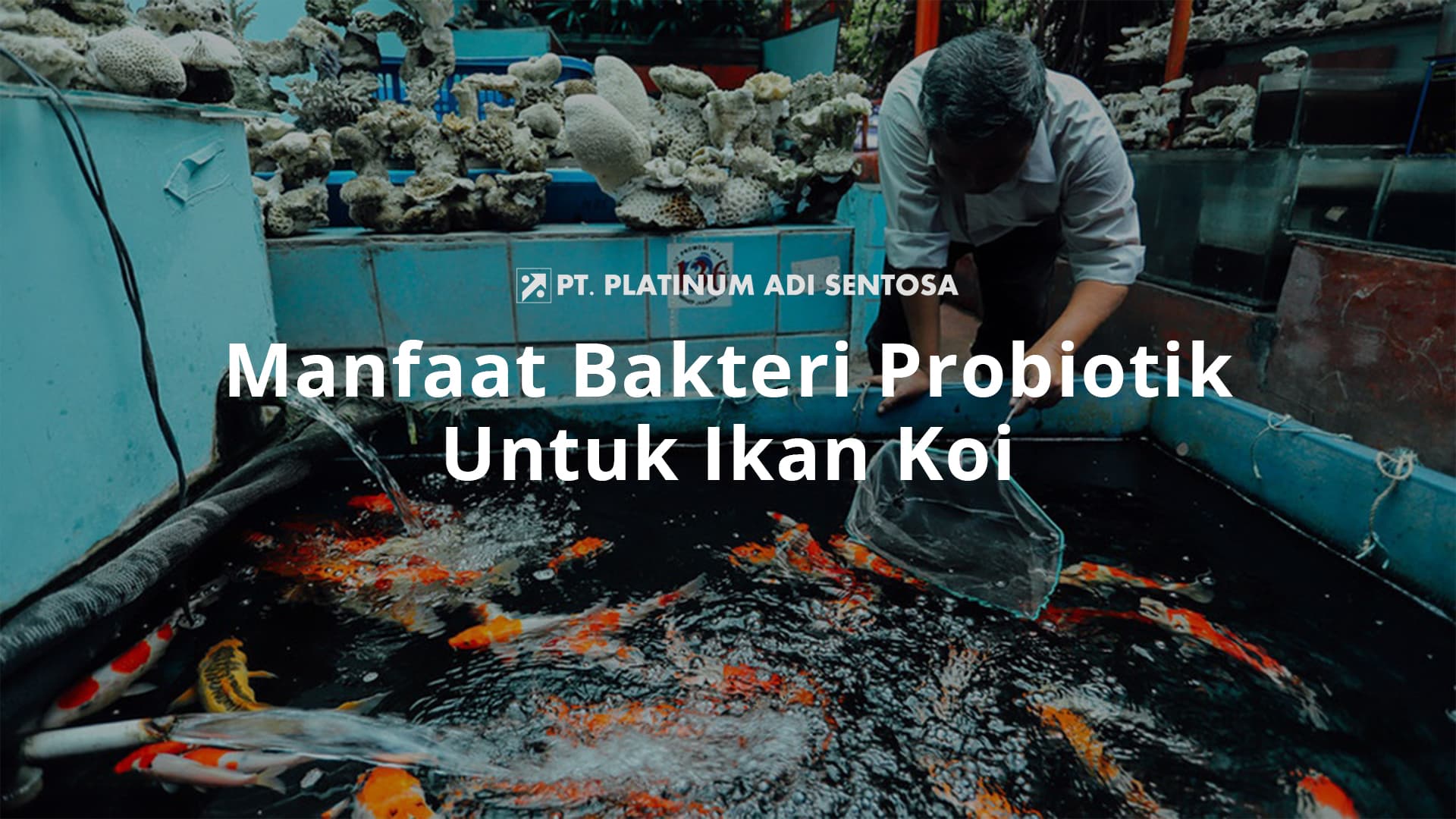 Manfaat Bakteri Probiotik Untuk Ikan Koi