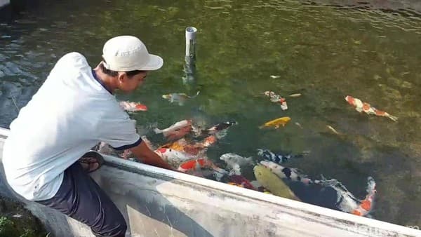 Manfaat Menjadi Penghobi Ikan Koi