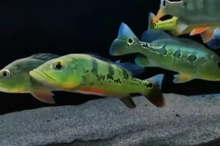 Mengapa Pelet Berkualitas Tinggi Untuk Ikan Predator Sangat Penting