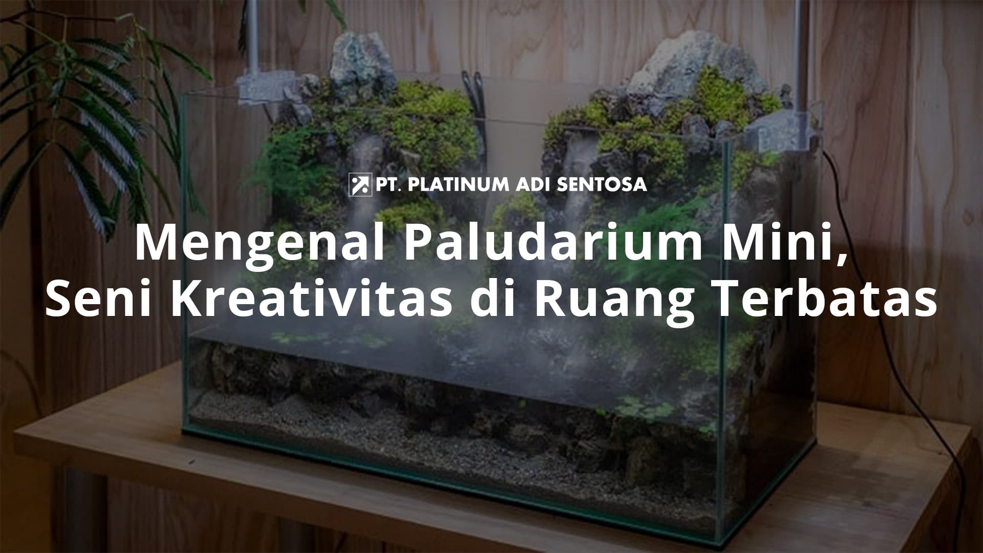 Mengenal Paludarium Mini, Seni Kreativitas di Ruang Terbatas