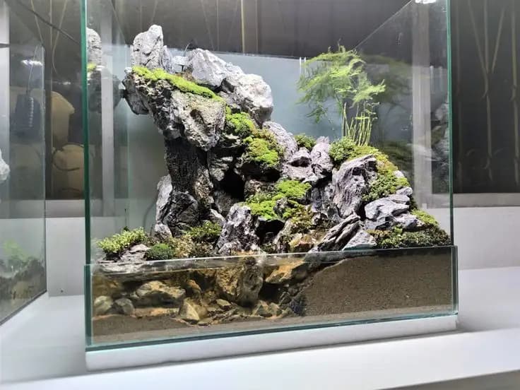 Mengenal Paludarium Mini