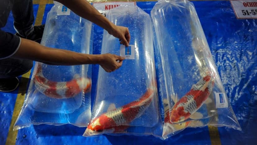 Meningkatnya Pasar Global Industri Ikan koi