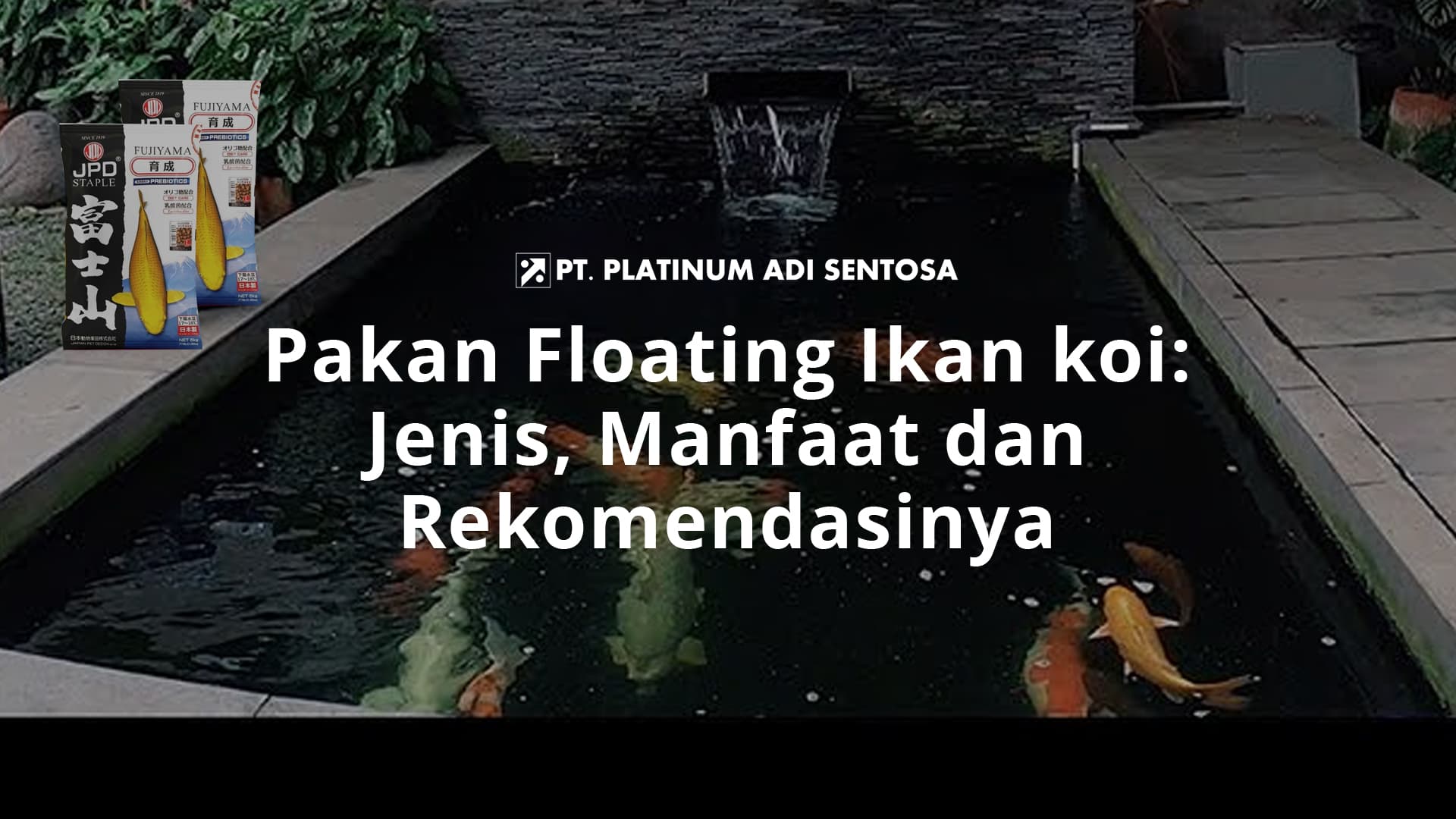 Pakan Floating Ikan koi: Jenis, Manfaat dan Rekomendasinya