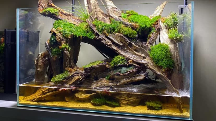 Paludarium