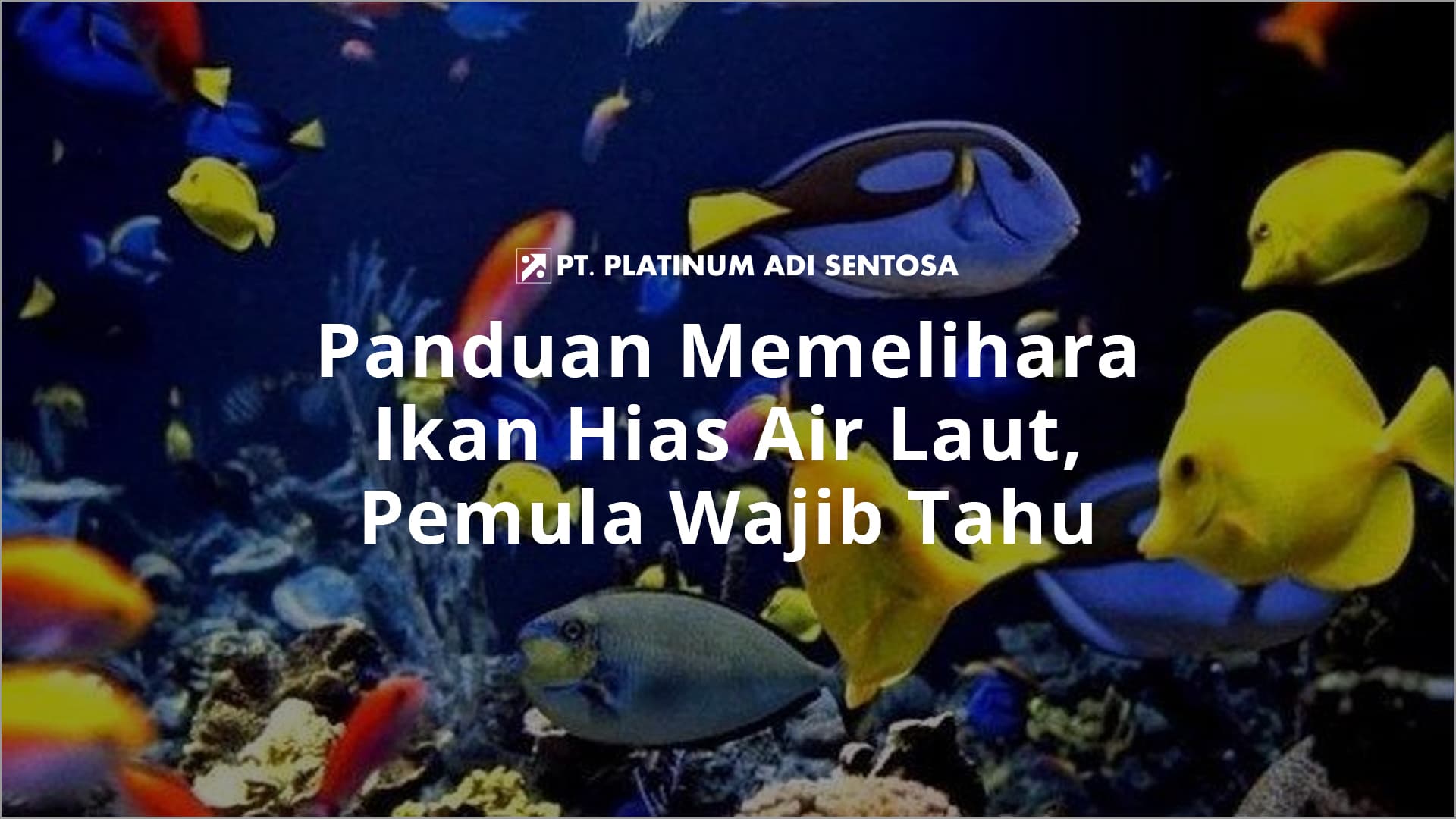 Panduan Memelihara Ikan Hias Air Laut, Pemula Wajib Tahu