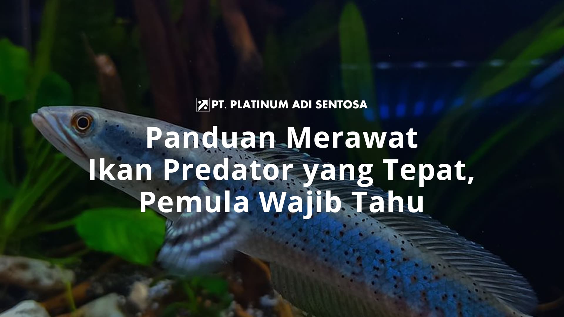 Panduan Merawat Ikan Predator yang Tepat, Pemula Wajib Tahu
