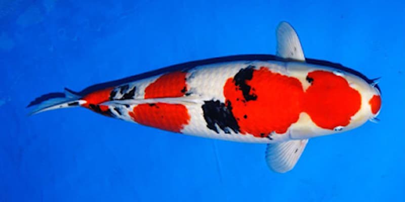 Sanke - Taisho Sanshoku