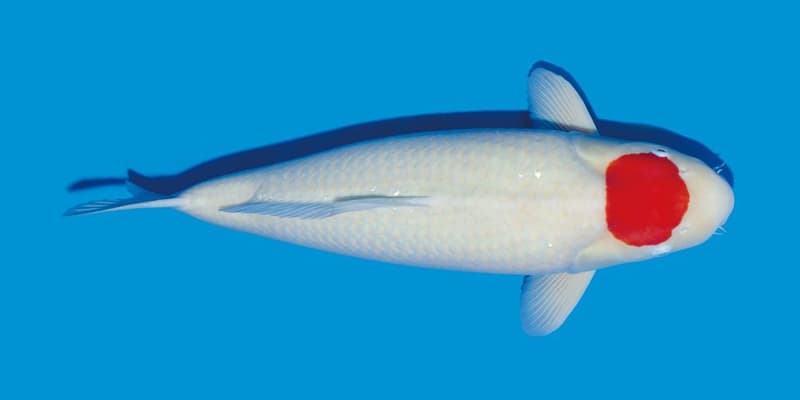 Tancho