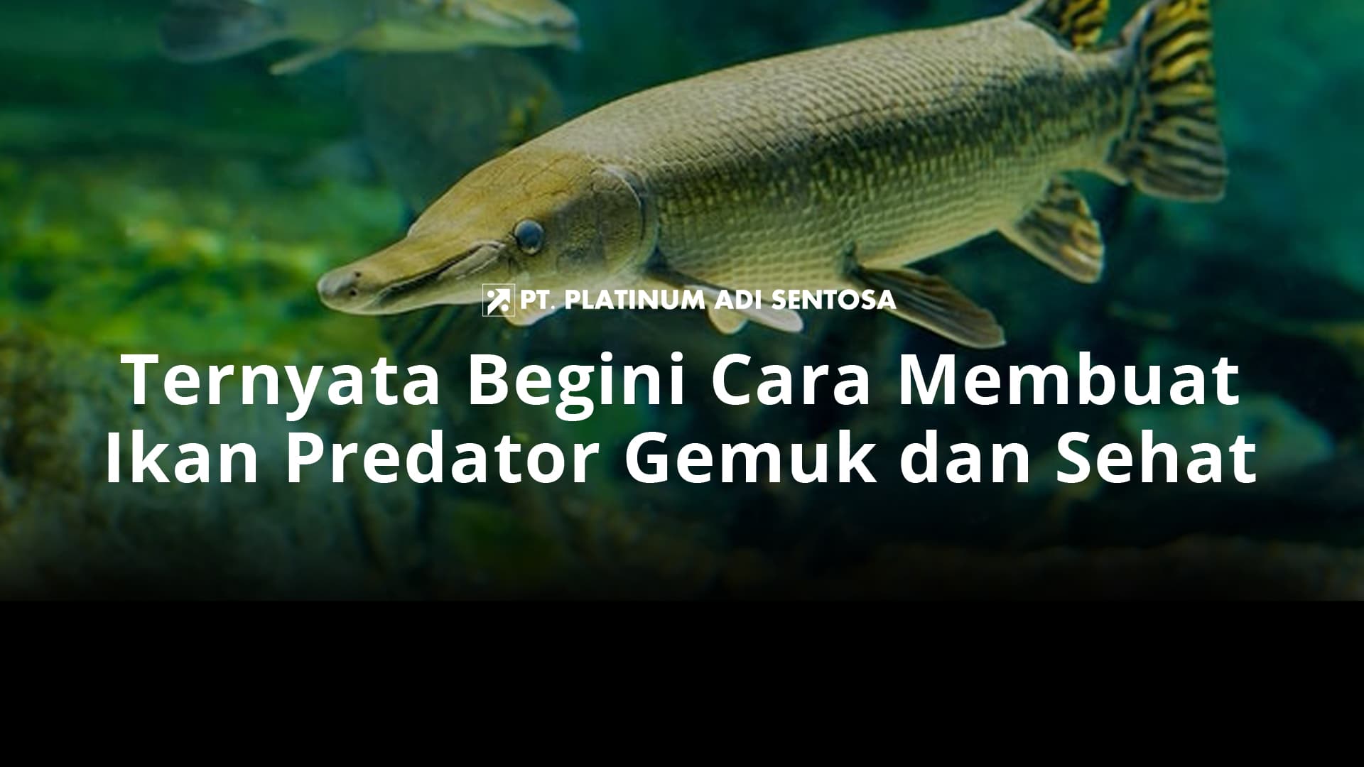 Ternyata Begini Cara Membuat Ikan Predator Gemuk dan Sehat