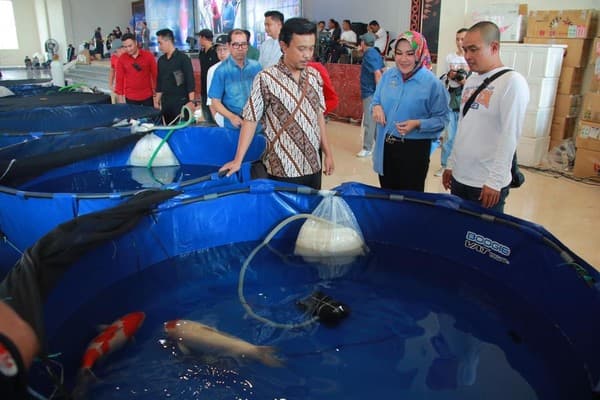 Tips Mempersiapkan Ikan Koi untuk Lomba