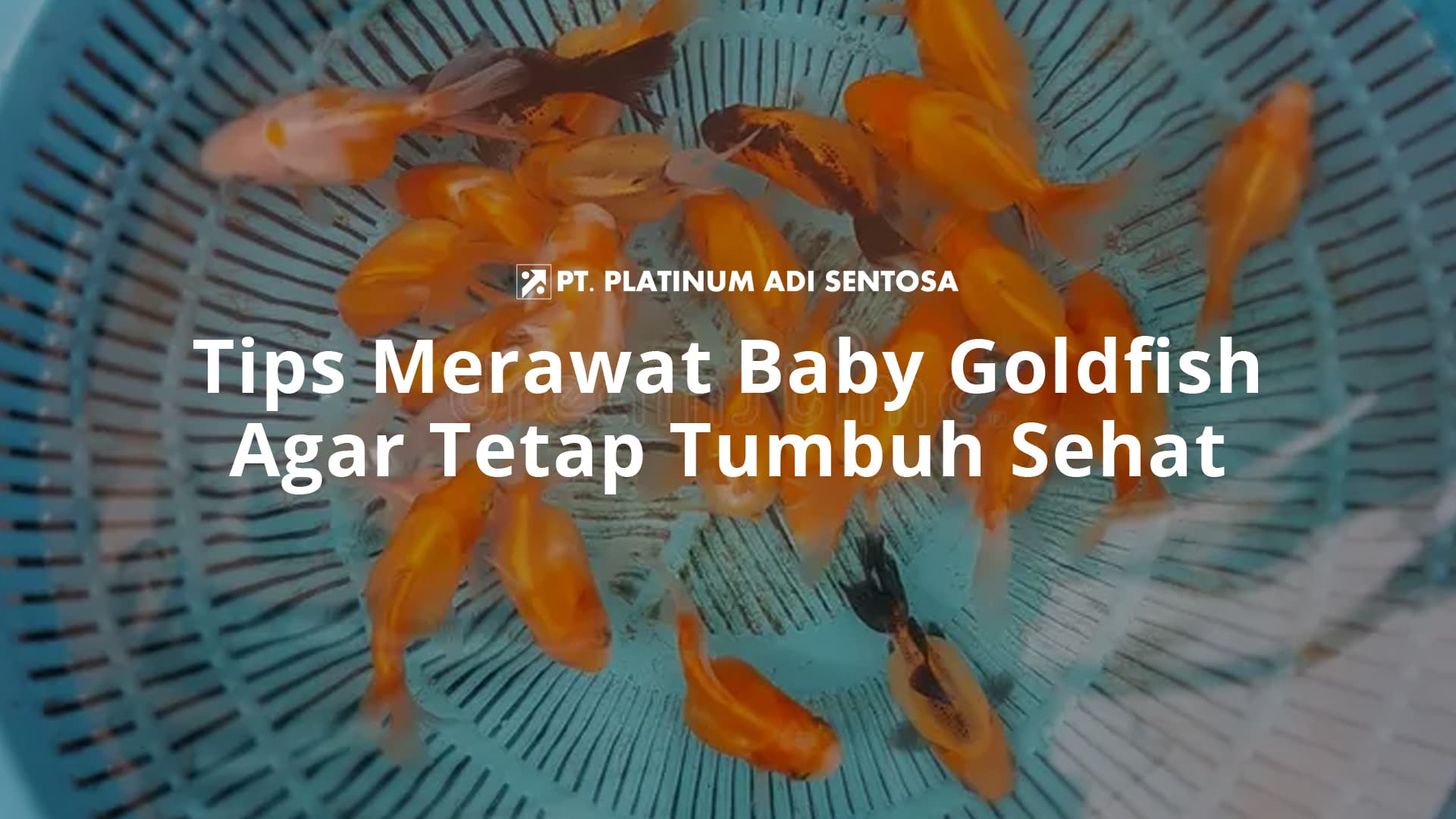 Tips Merawat Baby Goldfish Agar Tetap Tumbuh Sehat