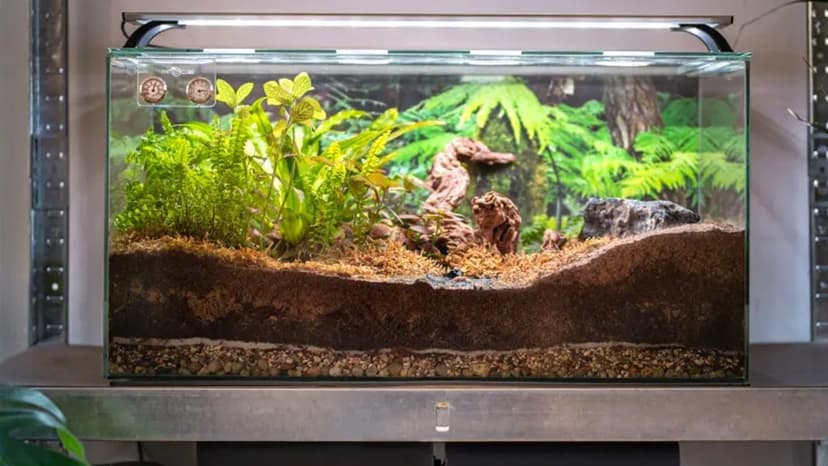 Vivarium