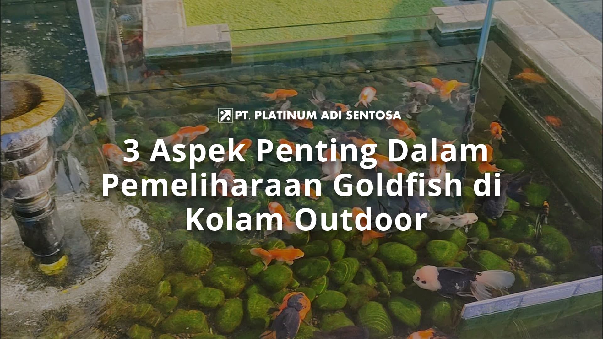 3 Aspek Penting Dalam Pemeliharaan Goldfish di Kolam Outdoor